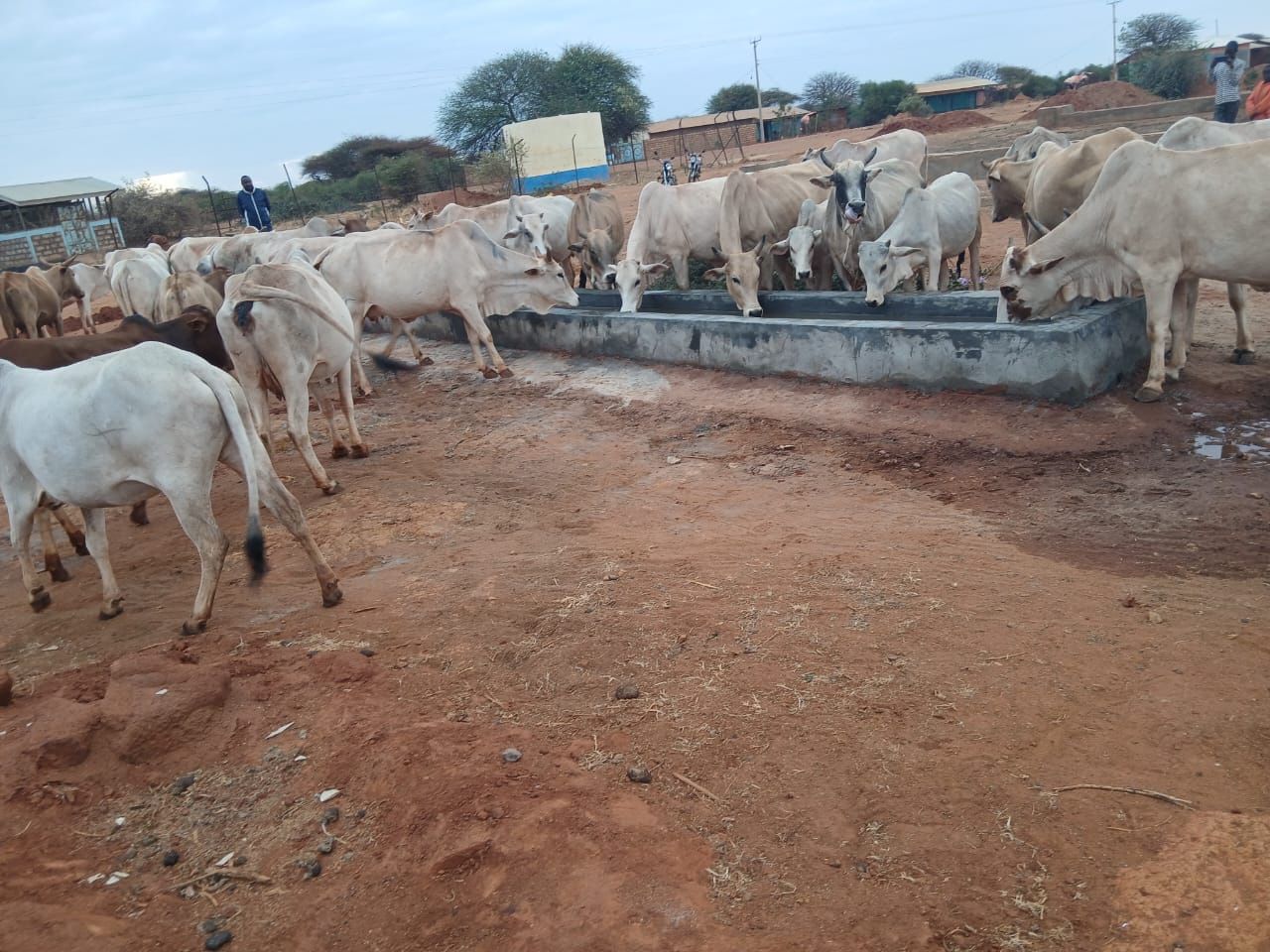 Mandera Communities Tackle Climate Shocks with New Livestock Watering Structures